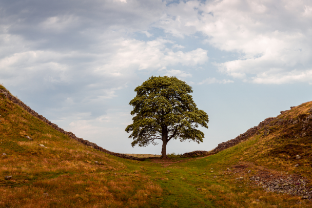 Sycamore gap